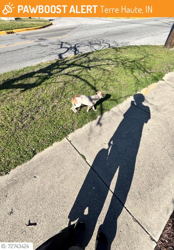 Found/Stray Unknown Dog last seen N 24th street , Terre Haute, IN 47804