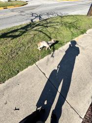 Found/Stray Unknown Dog last seen N 24th street , Terre Haute, IN 47804