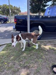 Found/Stray Male Dog last seen Manchester/Van Mess, Los Angeles, CA 90047