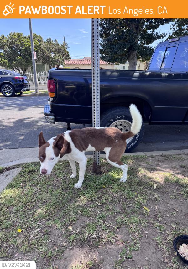 Found/Stray Male Dog last seen Manchester/Van Mess, Los Angeles, CA 90047
