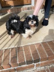 Found/Stray Female Dog last seen Wendwood rd sw at paul circle, Rockdale County, GA 30094