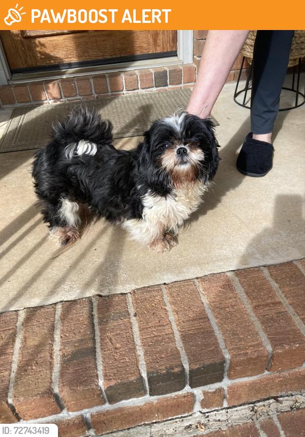 Found/Stray Female Dog last seen Wendwood rd sw at paul circle, Rockdale County, GA 30094