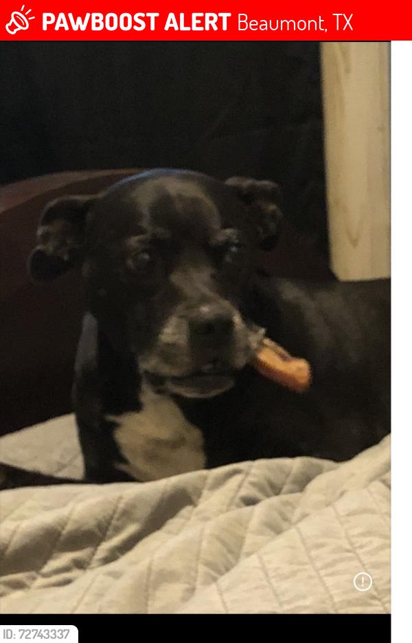 Lost Male Dog last seen Alice Keith Park Highland ave, Beaumont, TX 77705