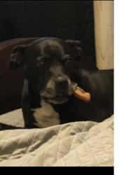 Lost Male Dog last seen Alice Keith Park Highland ave, Beaumont, TX 77705