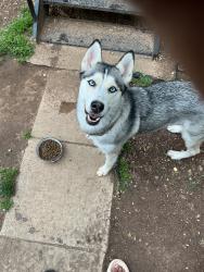 Found/Stray Unknown Dog last seen Bennining Road, Washington, DC 20019