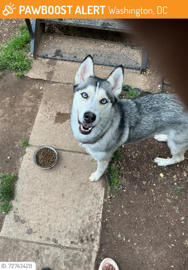 Found/Stray Unknown Dog last seen Bennining Road, Washington, DC 20019