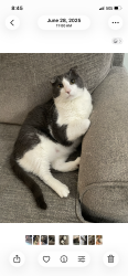 Lost Male Cat last seen Ace hardware, Chandler, TX 75758