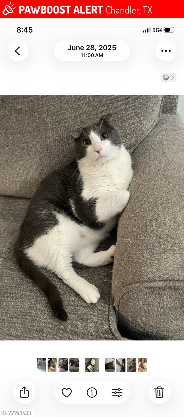 Lost Male Cat last seen Ace hardware, Chandler, TX 75758