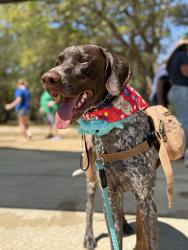 Lost Male Dog last seen Garcon and Cobb, Santa Rosa County, FL 32583