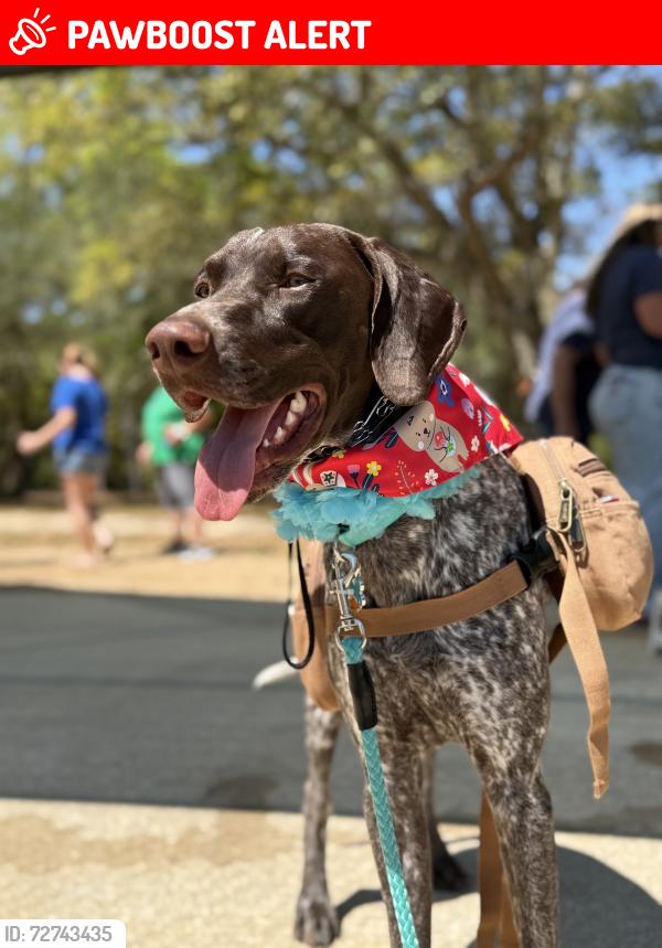 Lost Male Dog last seen Garcon and Cobb, Santa Rosa County, FL 32583