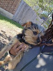 Found/Stray Male Dog last seen Foster rd, San Antonio, TX 78219
