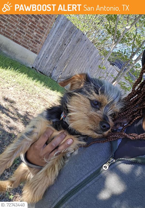 Found/Stray Male Dog last seen Foster rd, San Antonio, TX 78219