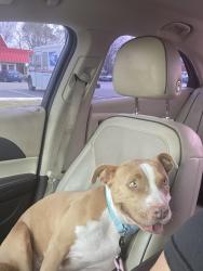 Lost Female Dog last seen Prairie Grove Drive , Dallas, TX 75217