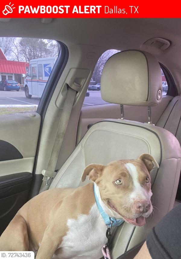Lost Female Dog last seen Prairie Grove Drive , Dallas, TX 75217