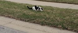 Found/Stray Unknown Cat last seen 209th East Ave and 41st Street , Broken Arrow, OK 74014