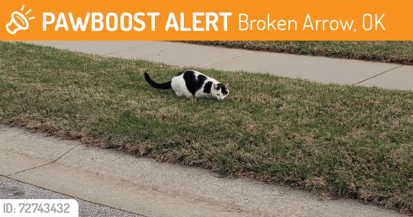 Found/Stray Unknown Cat last seen 209th East Ave and 41st Street , Broken Arrow, OK 74014