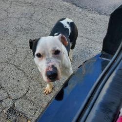 Found/Stray Male Dog last seen Fatback's Barbecue, Dayton, OH 45410