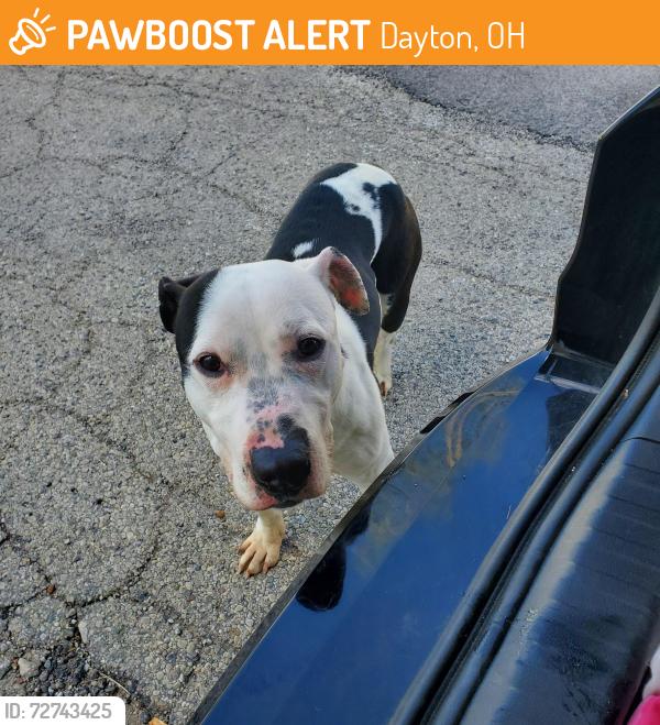 Found/Stray Male Dog last seen Fatback's Barbecue, Dayton, OH 45410