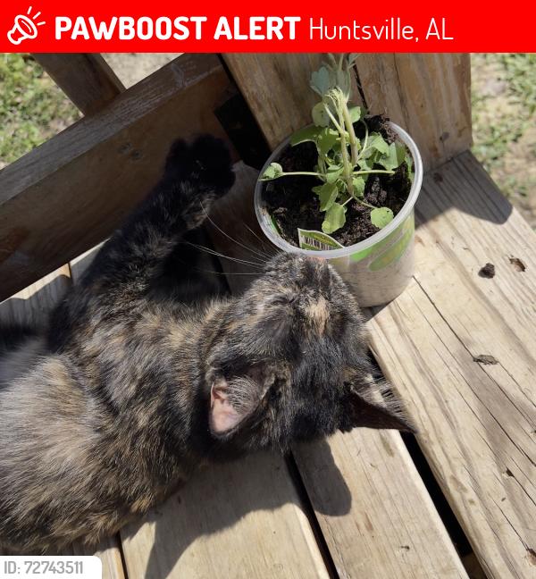 Lost Female Cat last seen Hwy 231, Huntsville, AL 35754