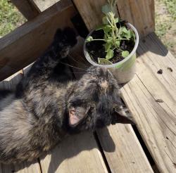 Lost Female Cat last seen Hwy 231, Huntsville, AL 35754