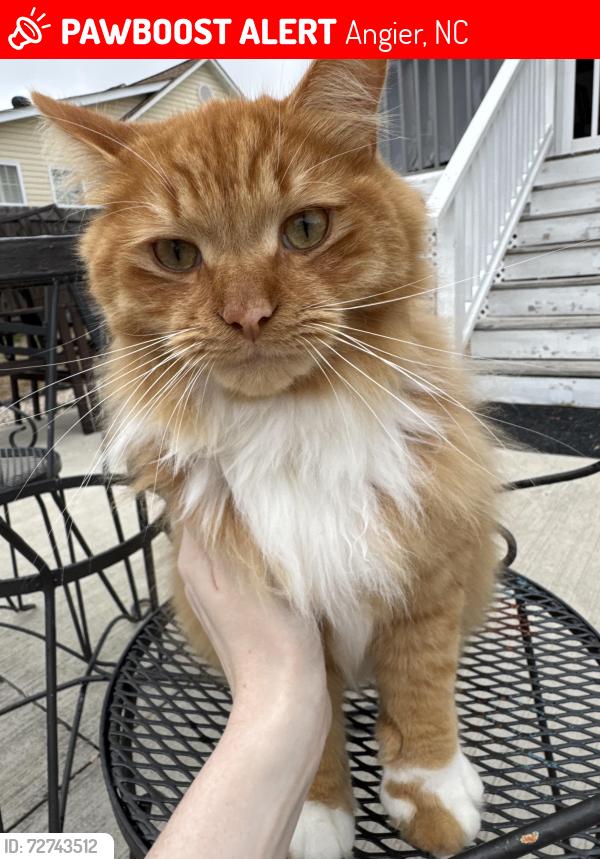 Lost Male Cat last seen Fox Field subdivision , Angier, NC 27501
