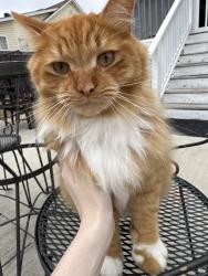 Lost Male Cat last seen Fox Field subdivision , Angier, NC 27501