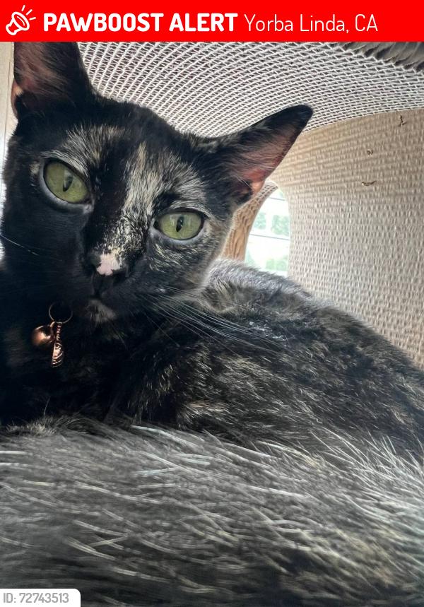 Lost Female Cat last seen Von , Yorba Linda, CA 92886