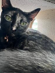 Lost Female Cat last seen Von , Yorba Linda, CA 92886