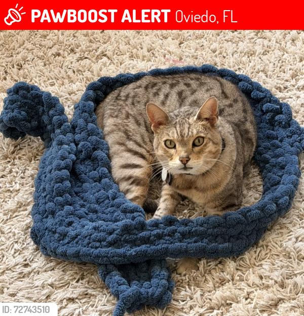 Lost Male Cat last seen Brooks lane in Oviedo (close to Red Bug and Brooks lane intersection), Oviedo, FL 32765