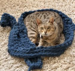 Lost Male Cat last seen Brooks lane in Oviedo (close to Red Bug and Brooks lane intersection), Oviedo, FL 32765