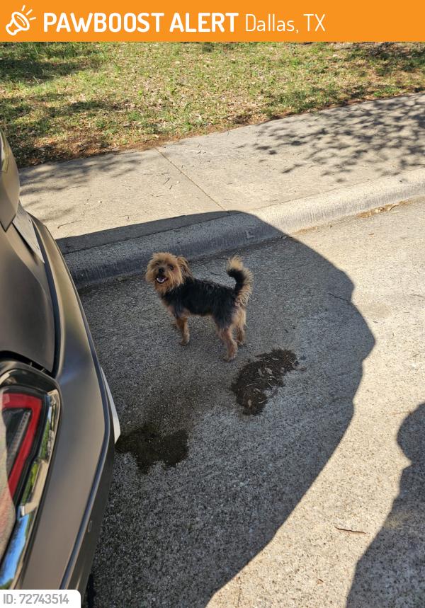 Found/Stray Unknown Dog last seen Cedarbrier drive, Dallas TX , Dallas, TX 75236