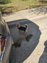 Found/Stray Unknown Dog last seen Cedarbrier drive, Dallas TX , Dallas, TX 75236