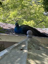 Found/Stray Male Bird last seen On Utah between Foster and Casswall, Napa, CA 94558