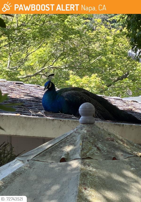 Found/Stray Male Bird last seen On Utah between Foster and Casswall, Napa, CA 94558