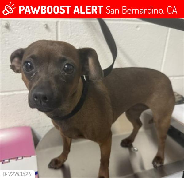 Lost Male Dog last seen Mt Vernon, San Bernardino, CA 92410