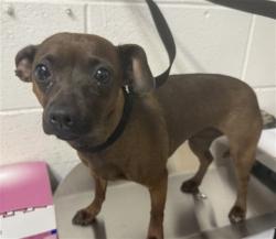 Lost Male Dog last seen Mt Vernon, San Bernardino, CA 92410