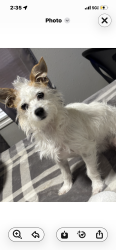 Lost Female Dog last seen REBEL RD , Houston, TX 77016