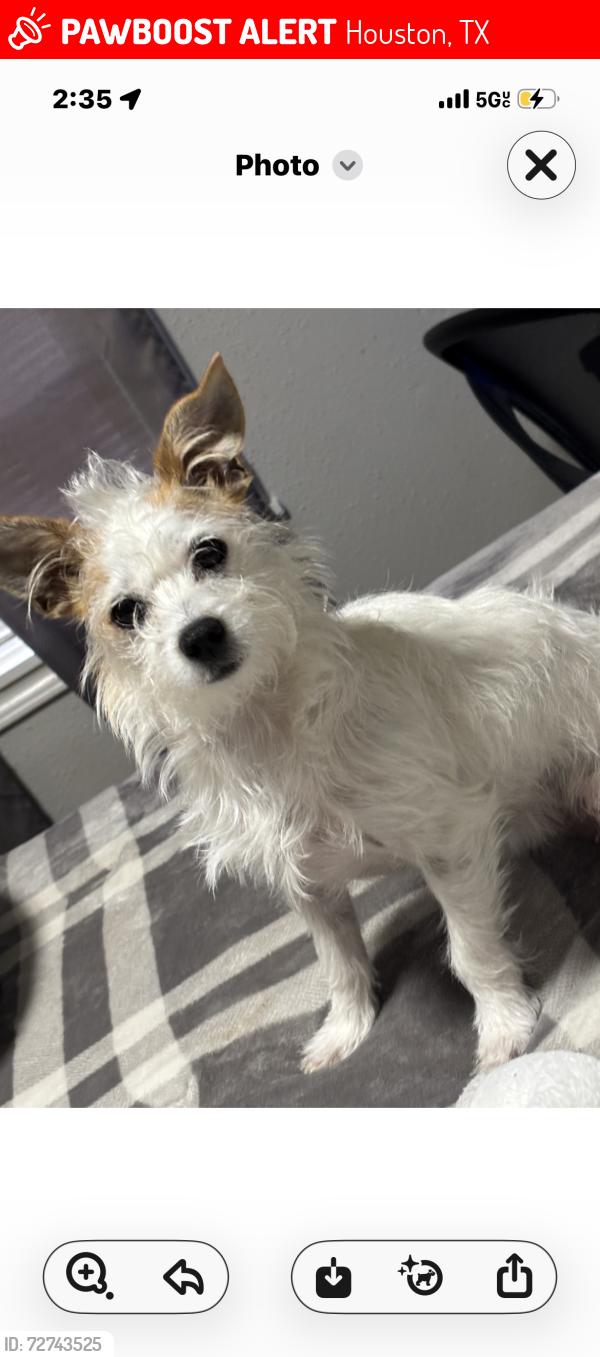Lost Female Dog last seen REBEL RD , Houston, TX 77016