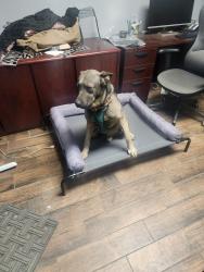 Lost Male Dog last seen Near , Dallas, TX 75253