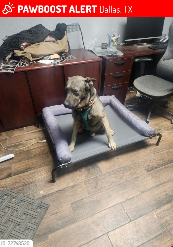 Lost Male Dog last seen Near , Dallas, TX 75253