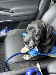 Found/Stray Male Dog last seen Near N Main St, Jacksonville, FL 32218, USA, Jacksonville, FL 32218