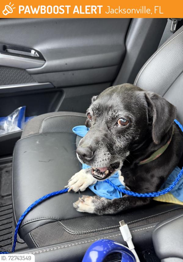 Found/Stray Male Dog last seen Near N Main St, Jacksonville, FL 32218, USA, Jacksonville, FL 32218
