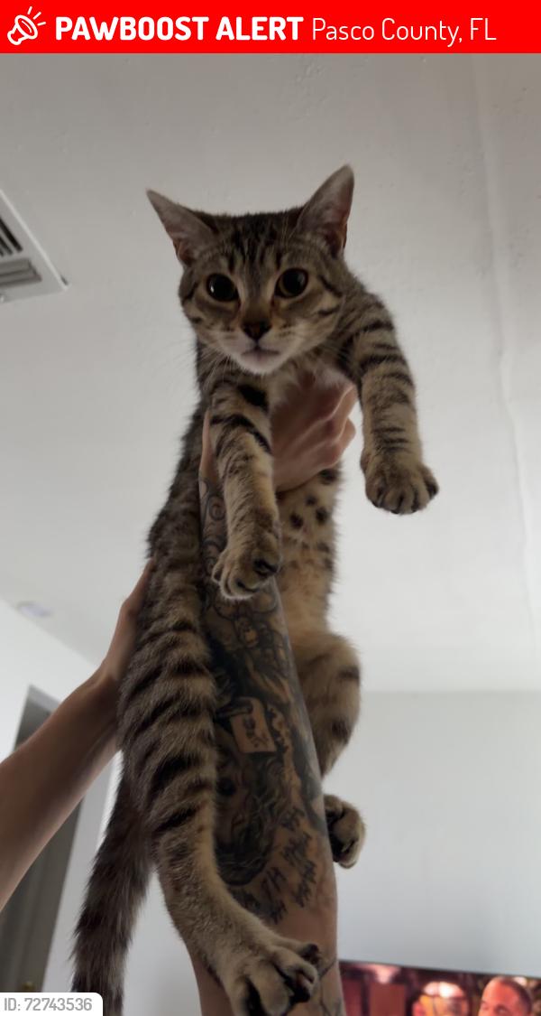 Lost Female Cat last seen latimer st off moog rx , Pasco County, FL 34690