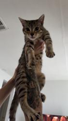 Lost Female Cat last seen latimer st off moog rx , Pasco County, FL 34690