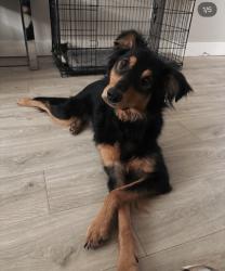 Lost Male Dog last seen Richland ave, Gastonia, NC 28052
