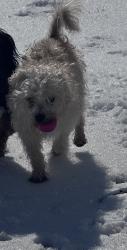 Lost Male Dog last seen Parks School hse RD, Waxahachie, TX 75165