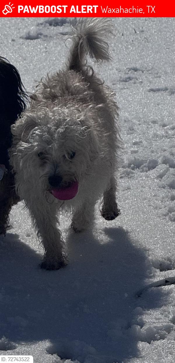 Lost Male Dog last seen Parks School hse RD, Waxahachie, TX 75165