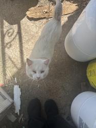 Found/Stray Unknown Cat last seen It’s living on my front porch. I don’t actually know its name. It’s a random stray I got to trust me enough to pet. , Boonville, MO 65233