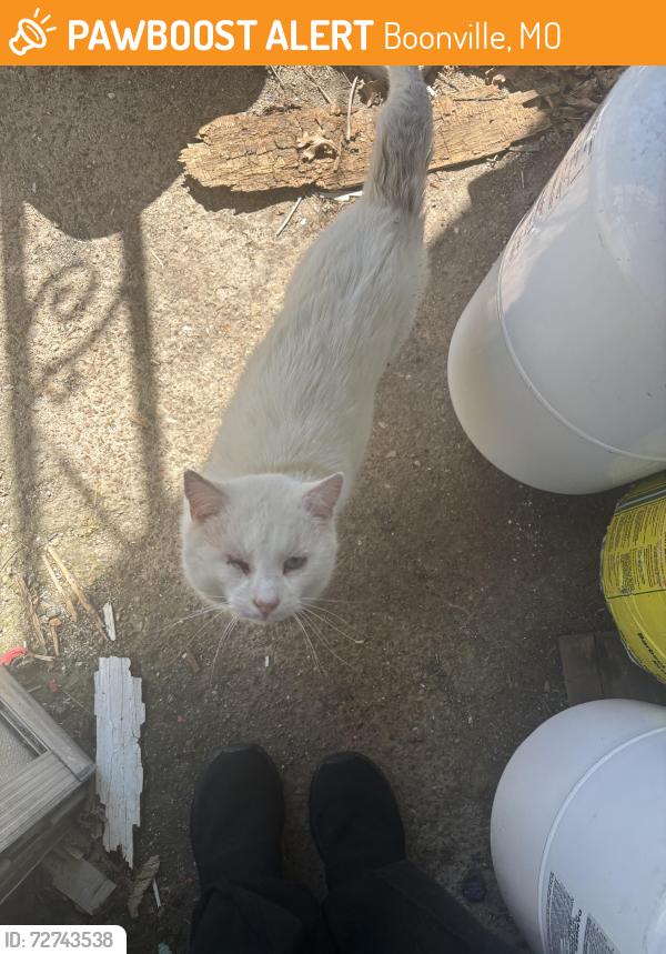 Found/Stray Unknown Cat last seen It’s living on my front porch. I don’t actually know its name. It’s a random stray I got to trust me enough to pet. , Boonville, MO 65233