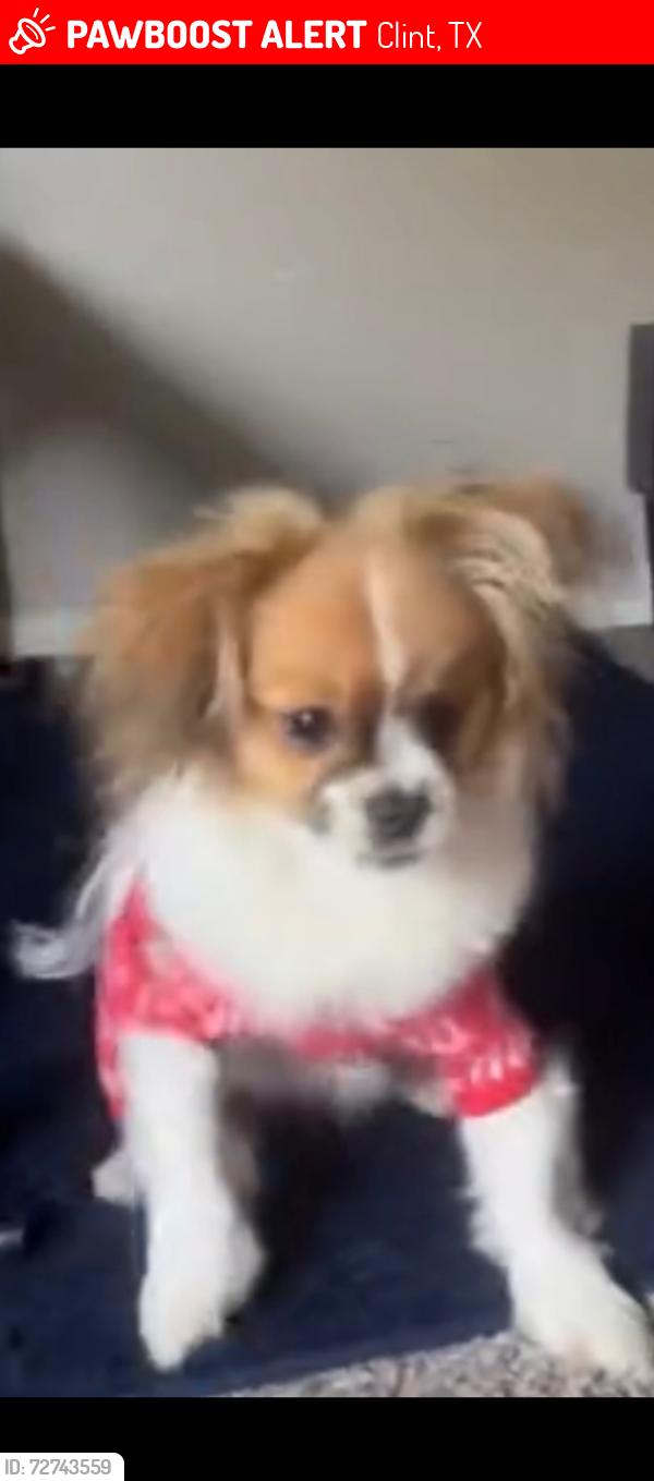 Lost Male Dog last seen Alameda , Clint, TX 79836
